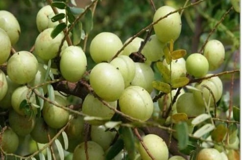 感冒|天然的“止咳药”终于找到了，可清热润喉，远离咳嗽，还防治感冒