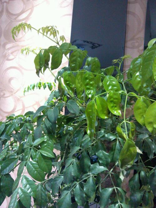 幸福树盆栽，养护注意“4点”，新芽多，特别茂盛，还能养开花