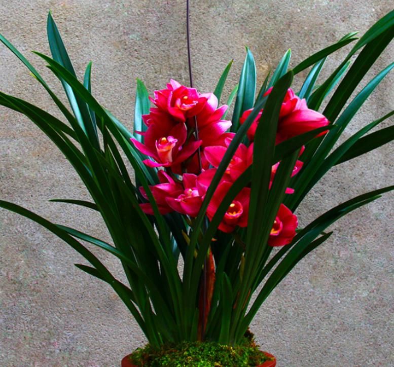  艳丽|养兰首选“大将军”，花色艳丽，香气雅致，格局大方，新手也能养