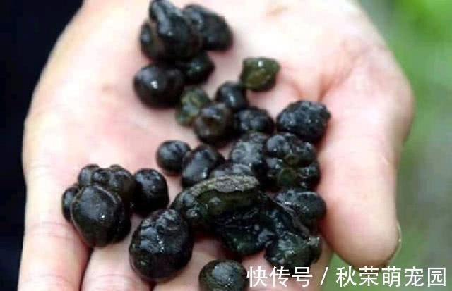 葛仙米|稻田里的这个野味，人称“土燕窝”，蛋白质是牛肉的2倍，别错过
