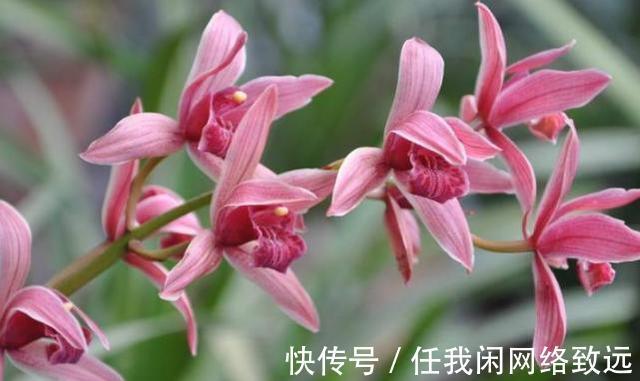 从12月17日开始 运势不错 会鸿运当头 幸福安康的三大星座 粉紫色 从12月17日开始 运势不错 会鸿运当头 幸福安康的三大星座 粉紫色