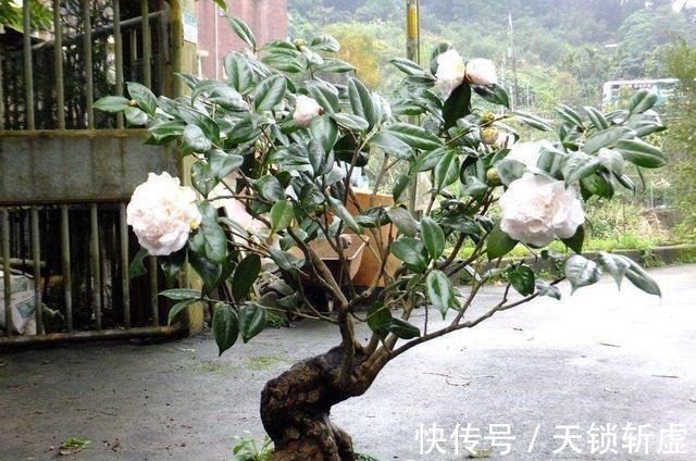 养这些花,给点醋蹭蹭长,好看不黄叶!养这些花,给点醋蹭蹭长,好看不黄叶!