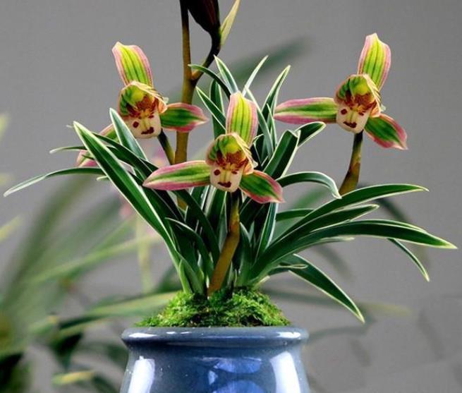 盘点5种“长寿花”,能养很多年,越长越旺盛,开花漂亮还吉利