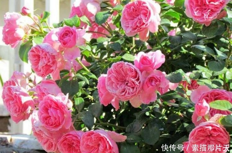 夏天养花就养“它”,给点阳光就灿烂,开花爆盆满屋香