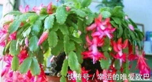 漂亮的4种花,比玫瑰好看,比绿萝好养,养一盆招财又纳福!