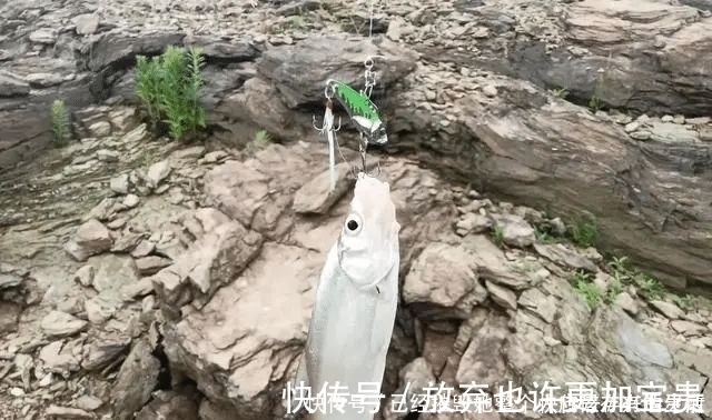 小鱼|长江该禁止钓鱼一男子长江“疯钓”野生白鱼,引网友怒怼