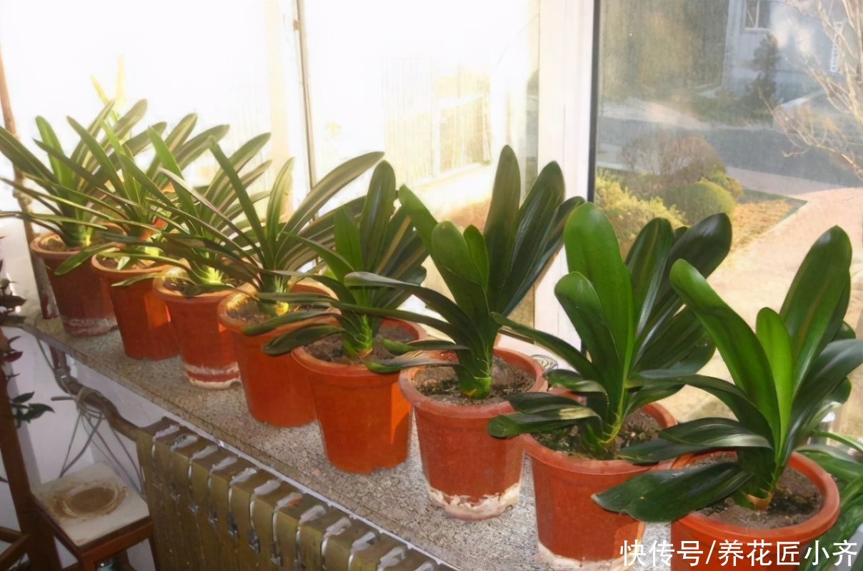 养花总是烂根？不仅要少浇水，还要做好这4点