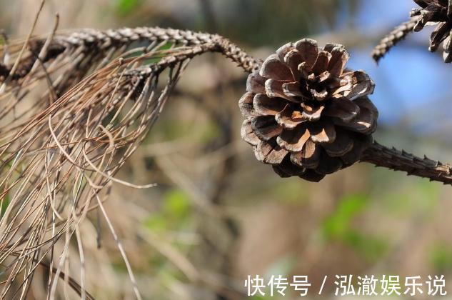 蟹爪兰|养多肉、蟹爪兰、君子兰,用它就能根固叶茂,远离烂根困扰