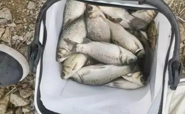 浮漂|鱼一旦不吃饵,我就只用这破解招式,千真万确,钓鱼人从不说谎
