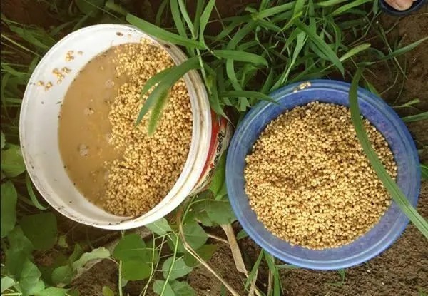 冬季野钓,普通鲫鱼饵料不好用?这款饵料比小药还厉害