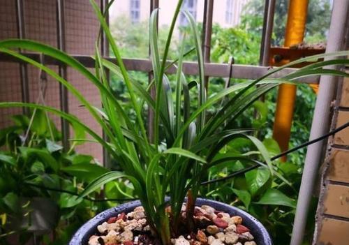 三月出门逛一逛,看到这些“垃圾”,捡回家都是养花“宝贝”