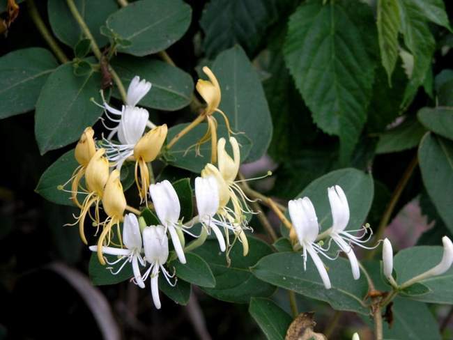 湿热|一个换皮神方,8味药煎水洗一洗,就能搞定湿热导致的多种皮肤病