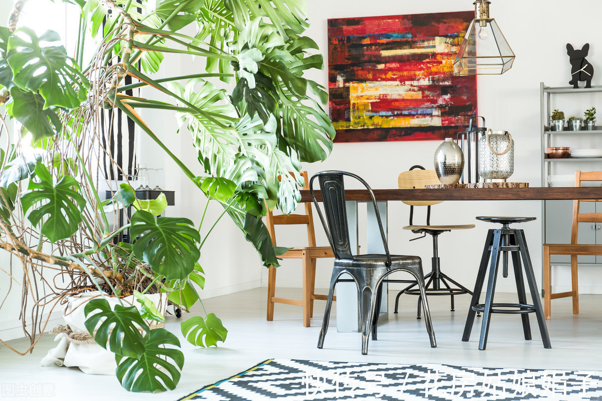 花卉|家居养花,有“2不养、3必养”,养对了,对家居生活才有益处