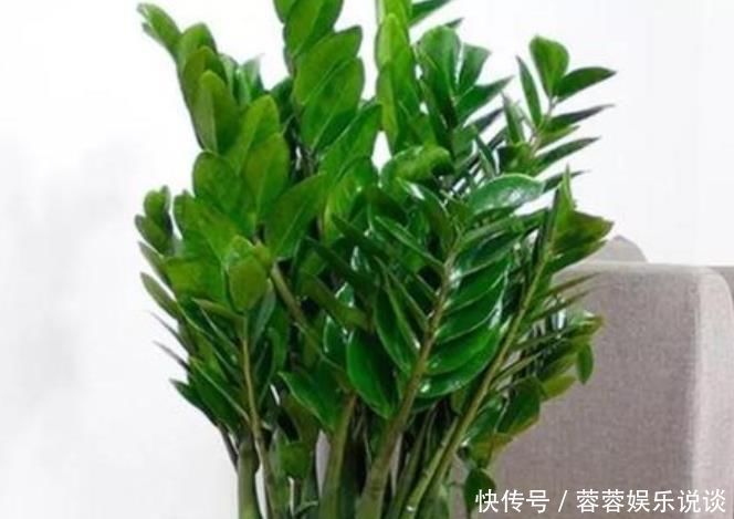 夏天就养此款植物,丢到阳台,四季有花开,花香四溢飘满屋,美