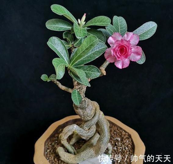 新手养沙漠玫瑰,满足它的“小爱好”,一盆养十年,年年开满花