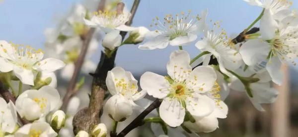 红岩“花想容”，游人“露华浓”