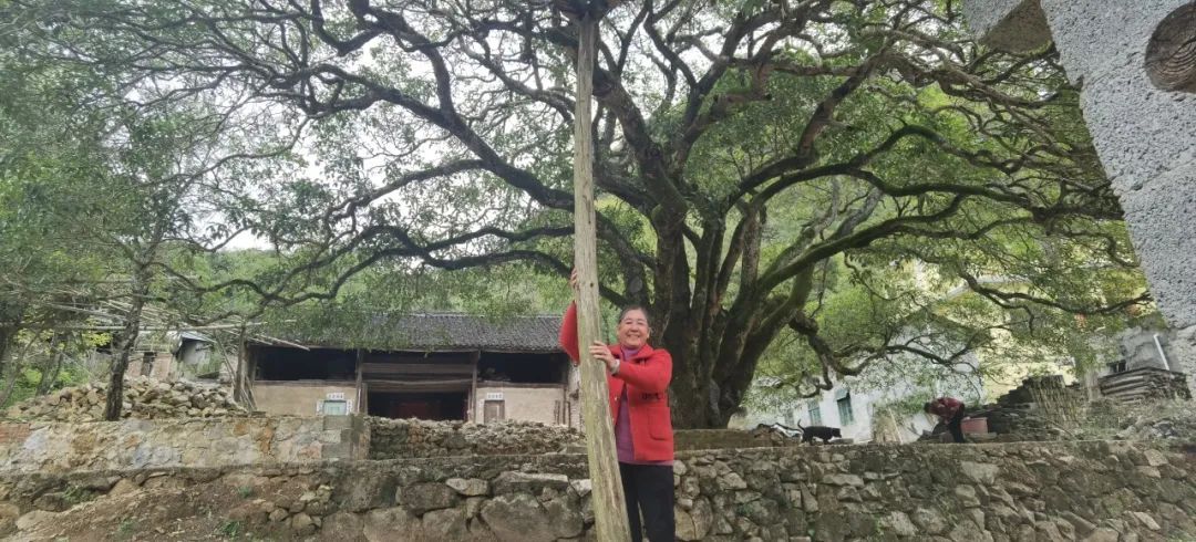 桂林这棵老桂花树多了个“女儿”