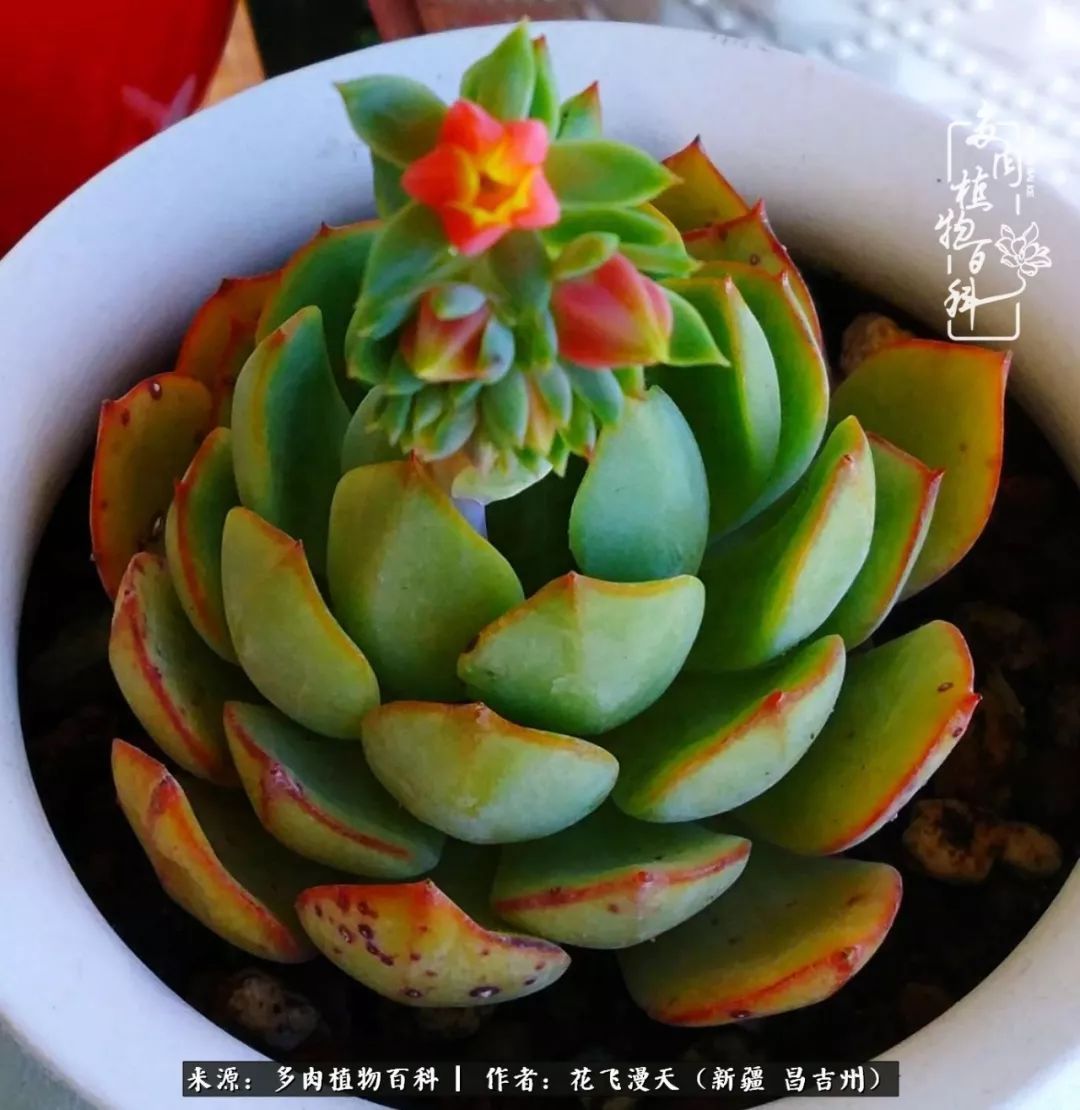 对多肉是发自内心的喜欢,心甘情愿被它们俘虏!