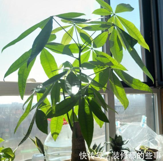 植株|发财树盆栽长得慢？调控好这4点，侧芽新枝呼呼窜