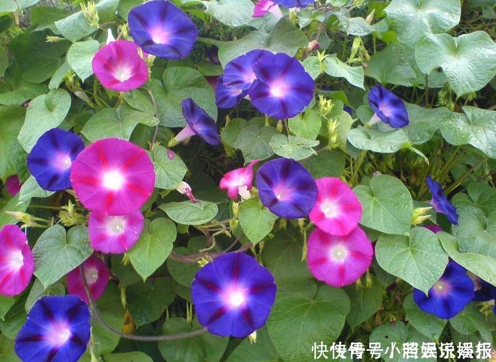 牵牛花|在农村经常可见的“喇叭花”,而它的种子却是一味有点猛的中药材