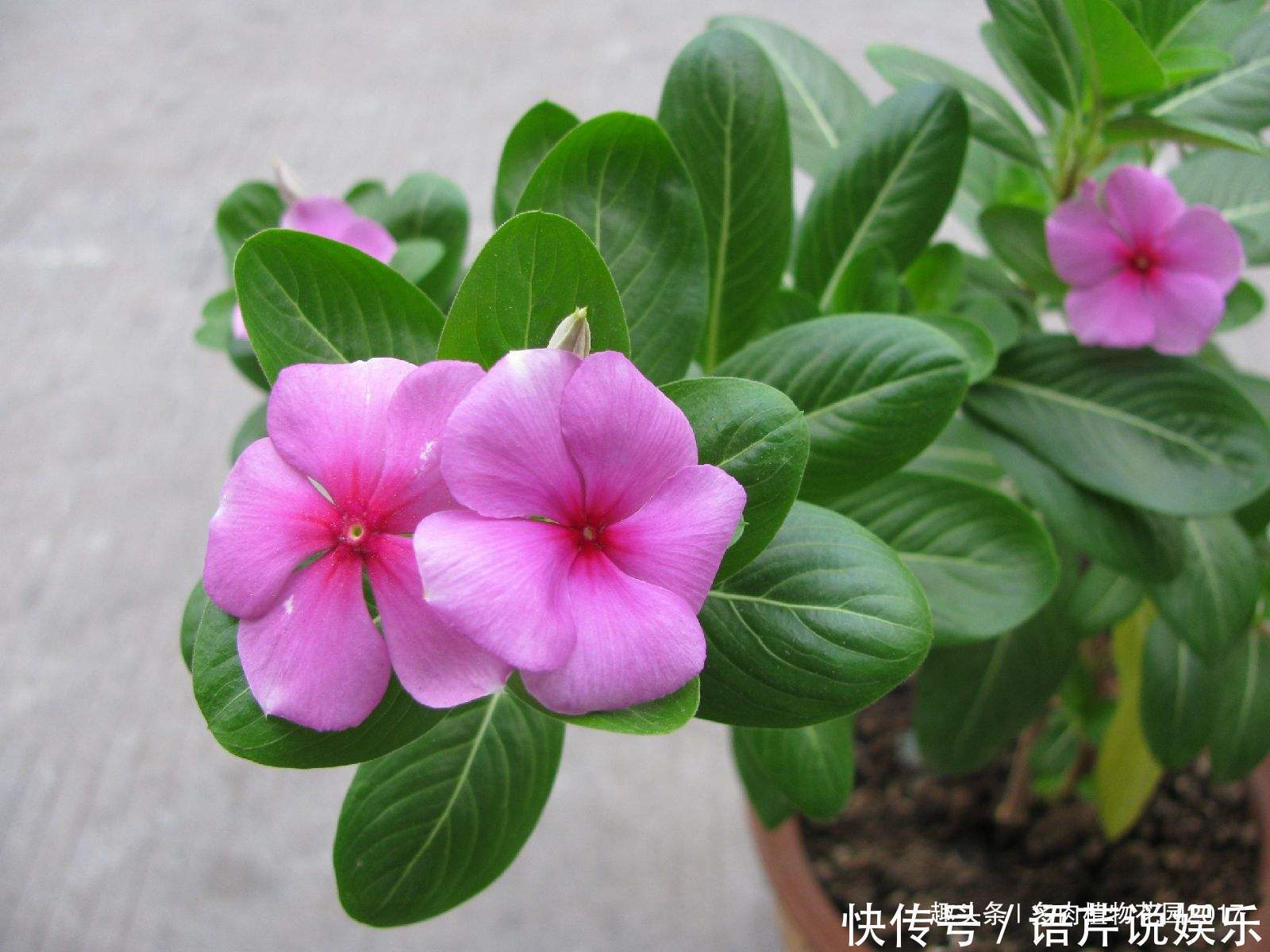 养花六要素，养花入门必备知识点