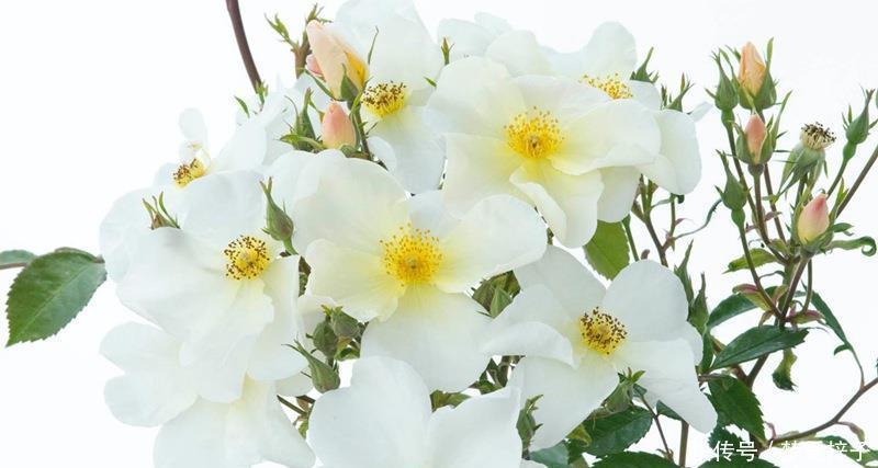 3种“美女花”值得拥有,花色清新,容易开爆盆,好看又好养,美极了!