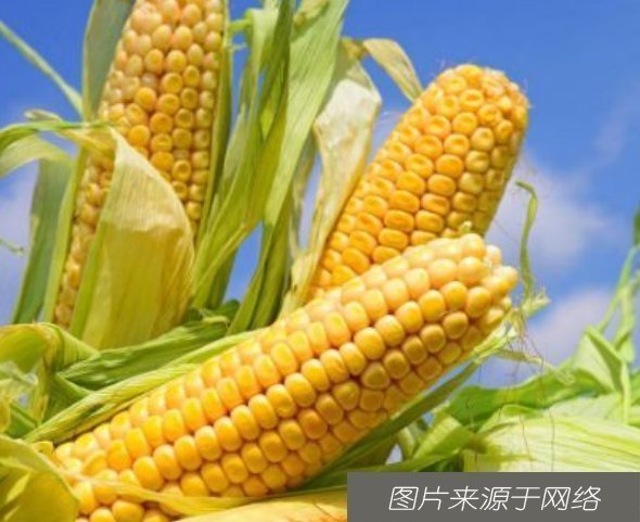 多吃玉米好处多,但有一物不能同吃,夏天最易吃错,看看你有没有