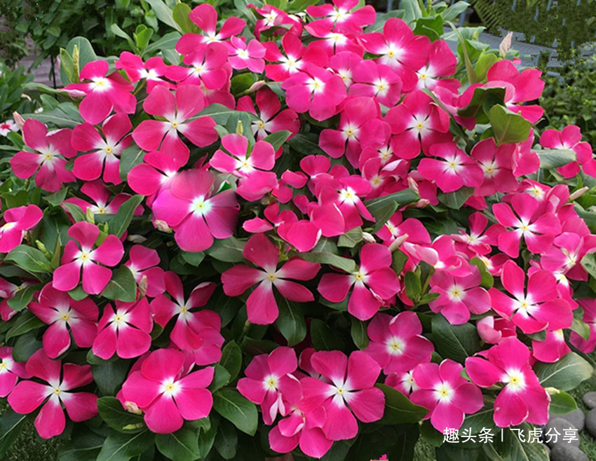 芝麻饼|花卉就喜欢它，盆里撒一点，土壤肥得流油，叶片花朵蹭蹭长