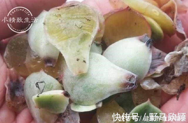 板结|多肉植物遇到这8种情况,需要翻盆换土,最后一种考验养功!