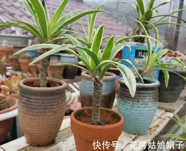 花友们|6块钱的吊兰，3年养成老桩，5年变成1棵小树，做好4点就行