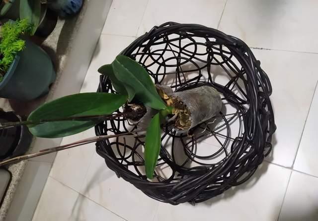 4种花好看但是“难养”，老手不敢养，新手养不好，别轻易入坑