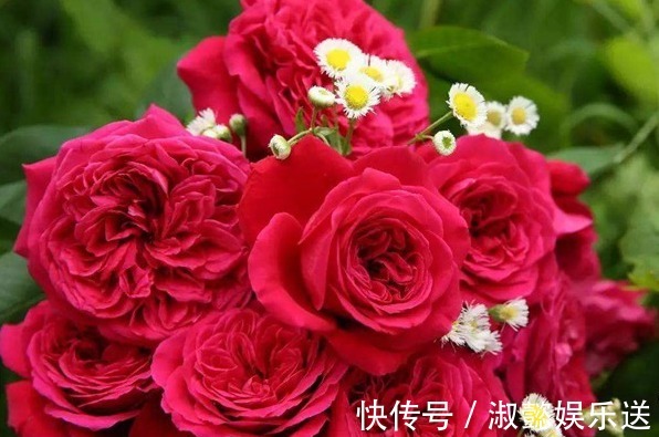 月季|喜欢菊花,不如养盆“珍稀玫瑰”皇家胭脂,草莓香味,花色艳丽