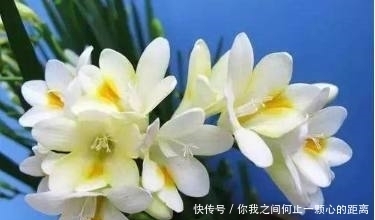 香气|这几种自带香气的花，家里种上一盆，就能让家里花香扑鼻