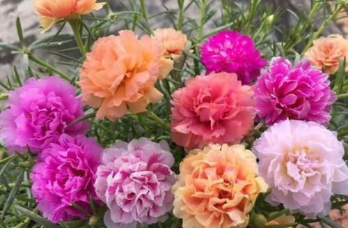 玫瑰|这些花卉美过玫瑰,一年四季花开不停,花大色艳很漂亮,谁养谁爱