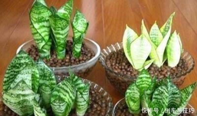 6种花，随便养一盆，空气清新“病菌”少！我就养6盆，对家人好！