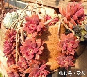 喜欢多肉不会养?试试这几种普货多肉,养得越久美得越惊艳!
