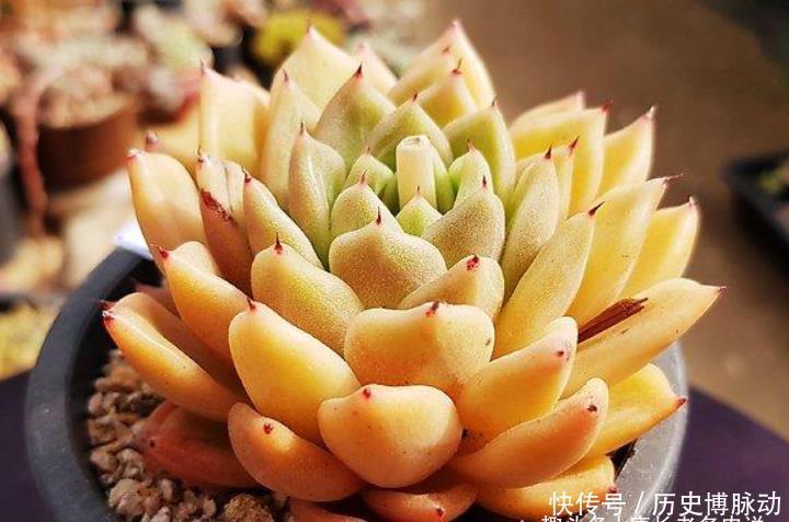 多肉拉霍亚——带爪的东云,堪称爪系基因与东云系基因的完美结合