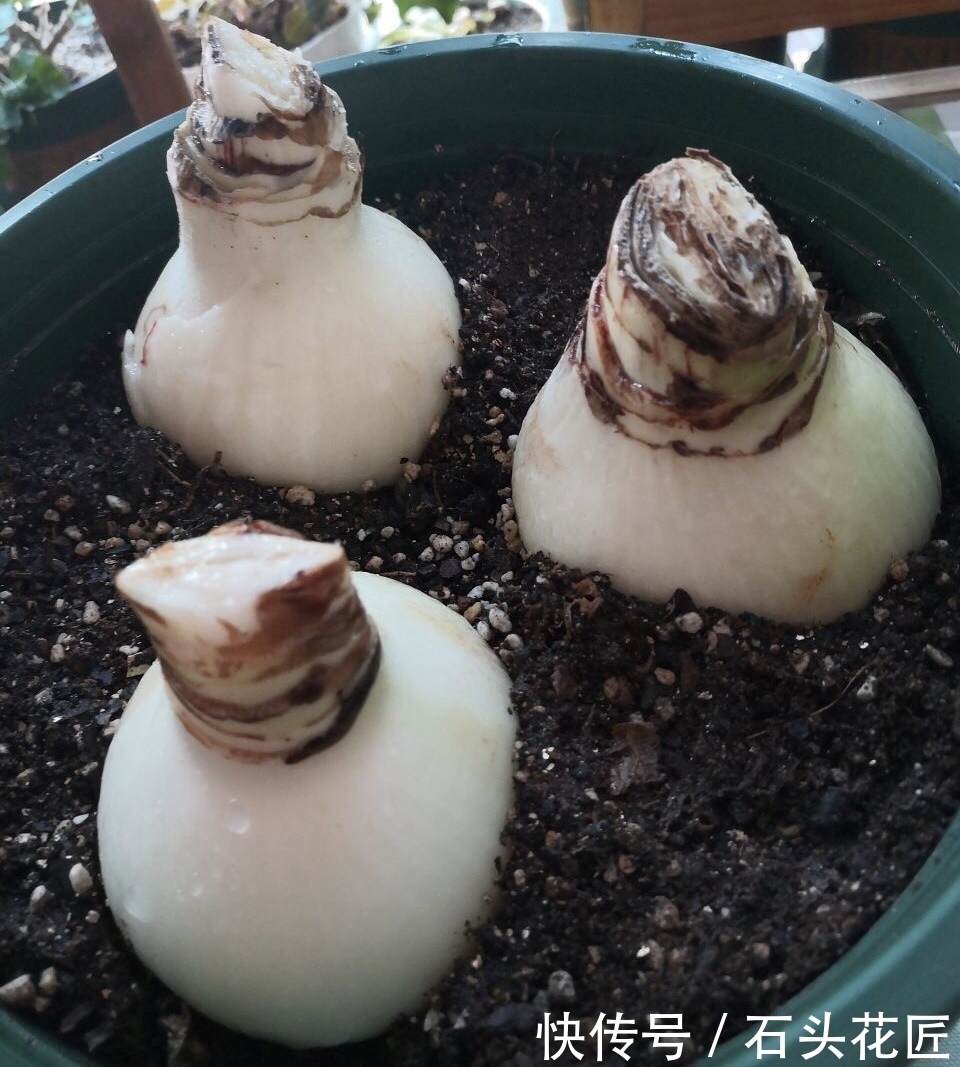 顶红种球|朱顶红栽了1个月了,没根、没叶也正常,做对3点,过年后就开花