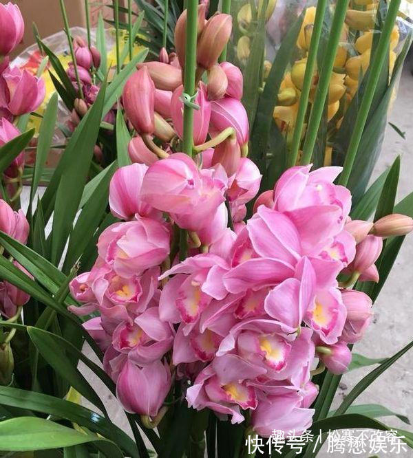 好养|此款花便宜又好养，花色多还漂亮，养在家里生机勃勃，绚丽多彩