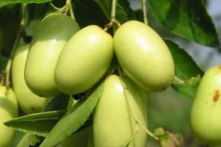 菠萝果|尽量少让孩子“碰”4种水果,特别是最后3种,大人也要管住嘴