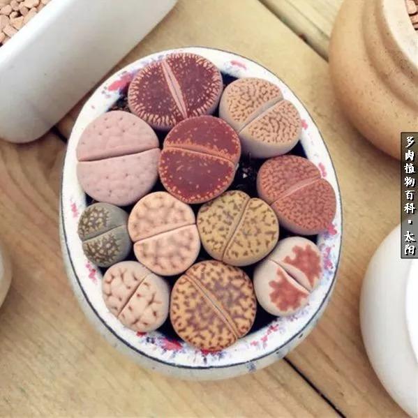 会开花的“石头”番杏科多肉植物“生石花”的养护心得!