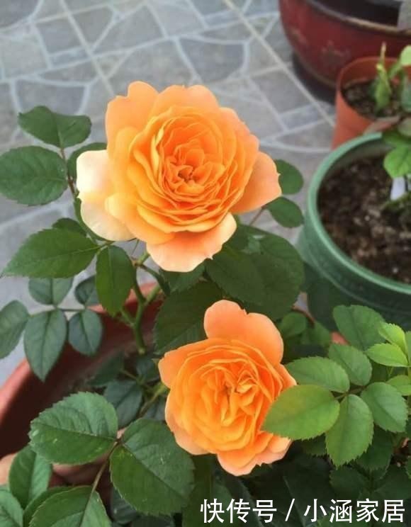  养护|超好养的月季“果汁阳台”，只需这4招，一不小心就爆盆！
