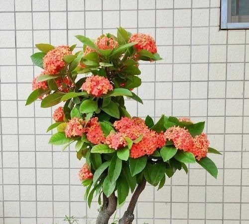 “最累”的8种花,花开连续几个月,一次开花几百朵!