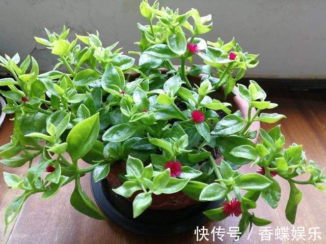 养1种吊兰，掐根枝条“沾土就活”，开花漂亮，还能当菜吃