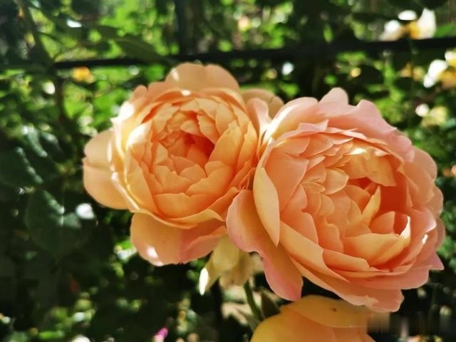 圆滚滚的绣球,瀑布般的花墙,这届花友也太会种花了吧