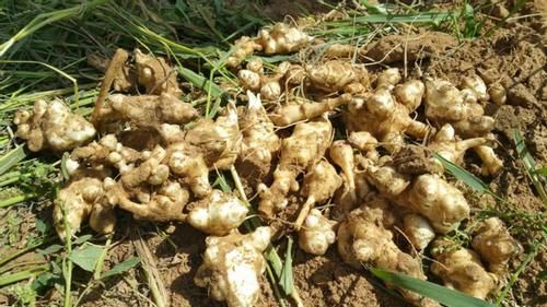 立春前后挑些发芽的生姜，按“这要求”养，观赏、食用两全了