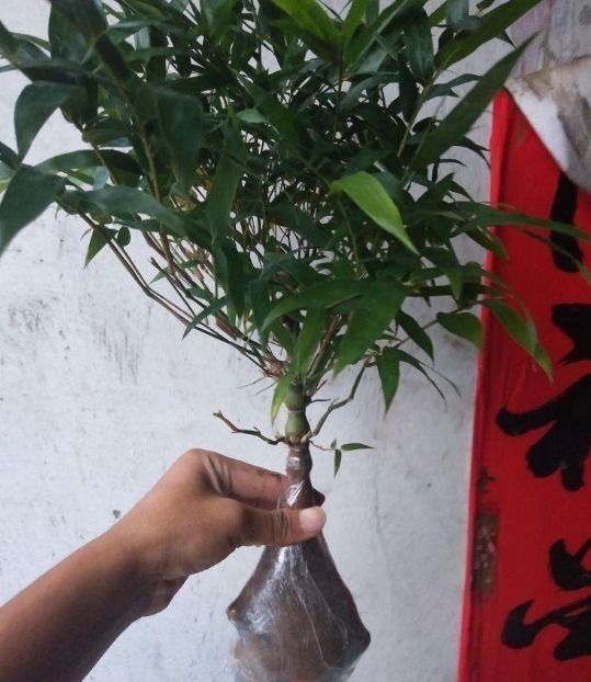 姥爷竹林瞎转悠,发现一“丑东西”,连忙挖回家,养好就是金不换