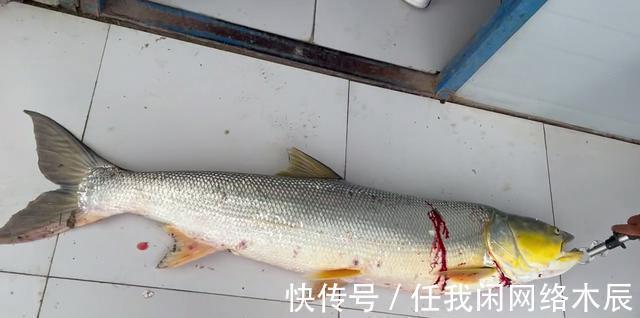 江苏小伙阳澄湖钓起40斤水老虎,拖到工地加餐,不放生为湖除害