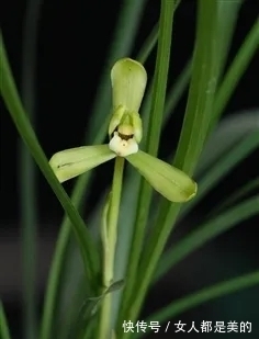 棘唇石豆兰|好丑!好臭!你没看错,我说的是兰花