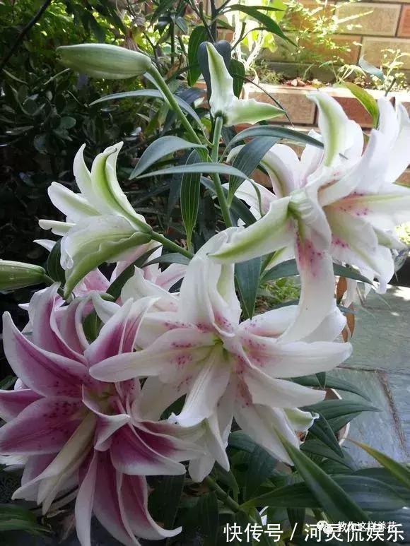 香味花|3种花比香水好闻，随便养1盆，异味跑光光，家里清香四溢！